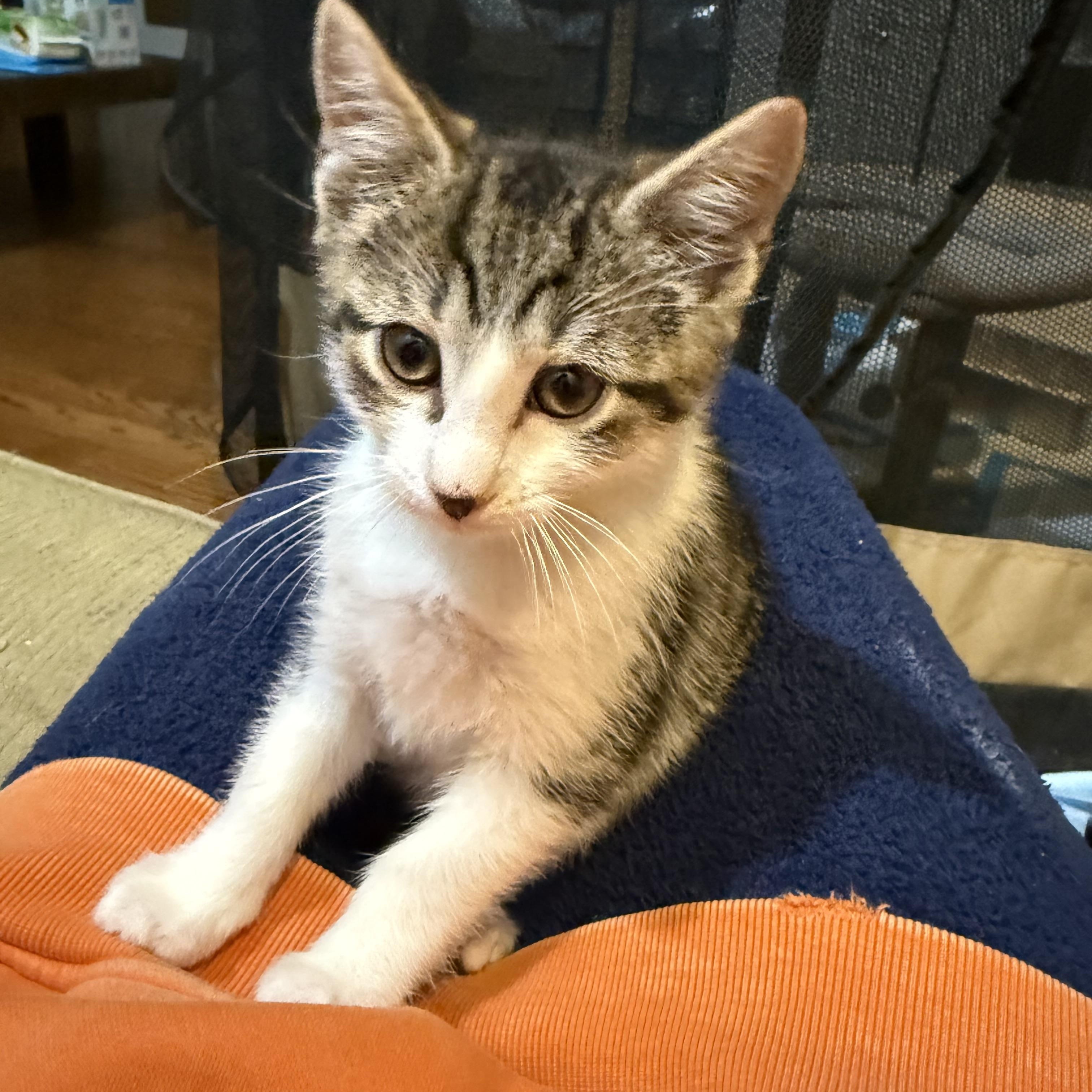 Enlarge Bradford, an adopted Domestic Short Hair in Syosset, NY image 2/4