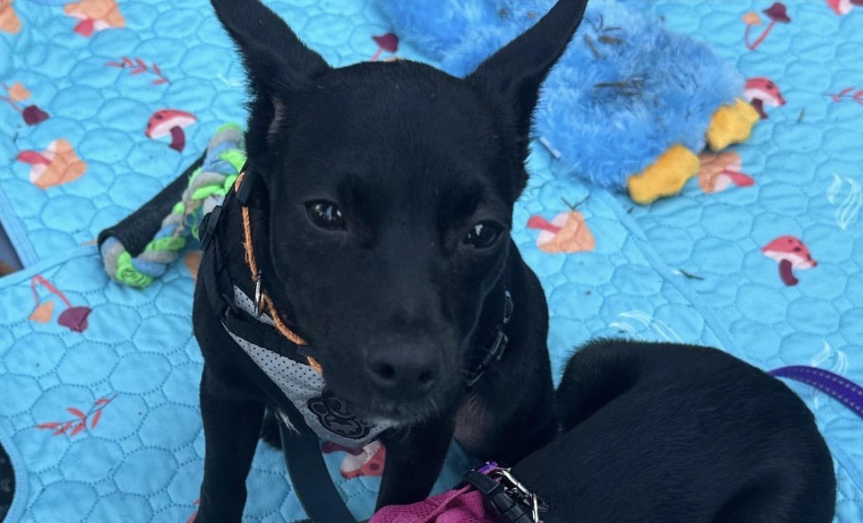 Enlarge Lenny, a Adoptable Rat Terrier in Richmond, VA image 3/4