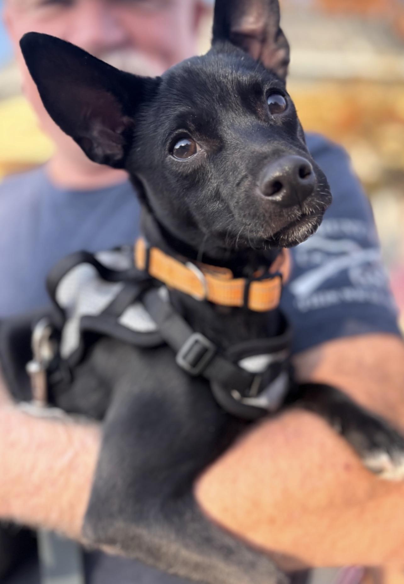 Lenny, Adoptable, Puppy Male Rat Terrier.