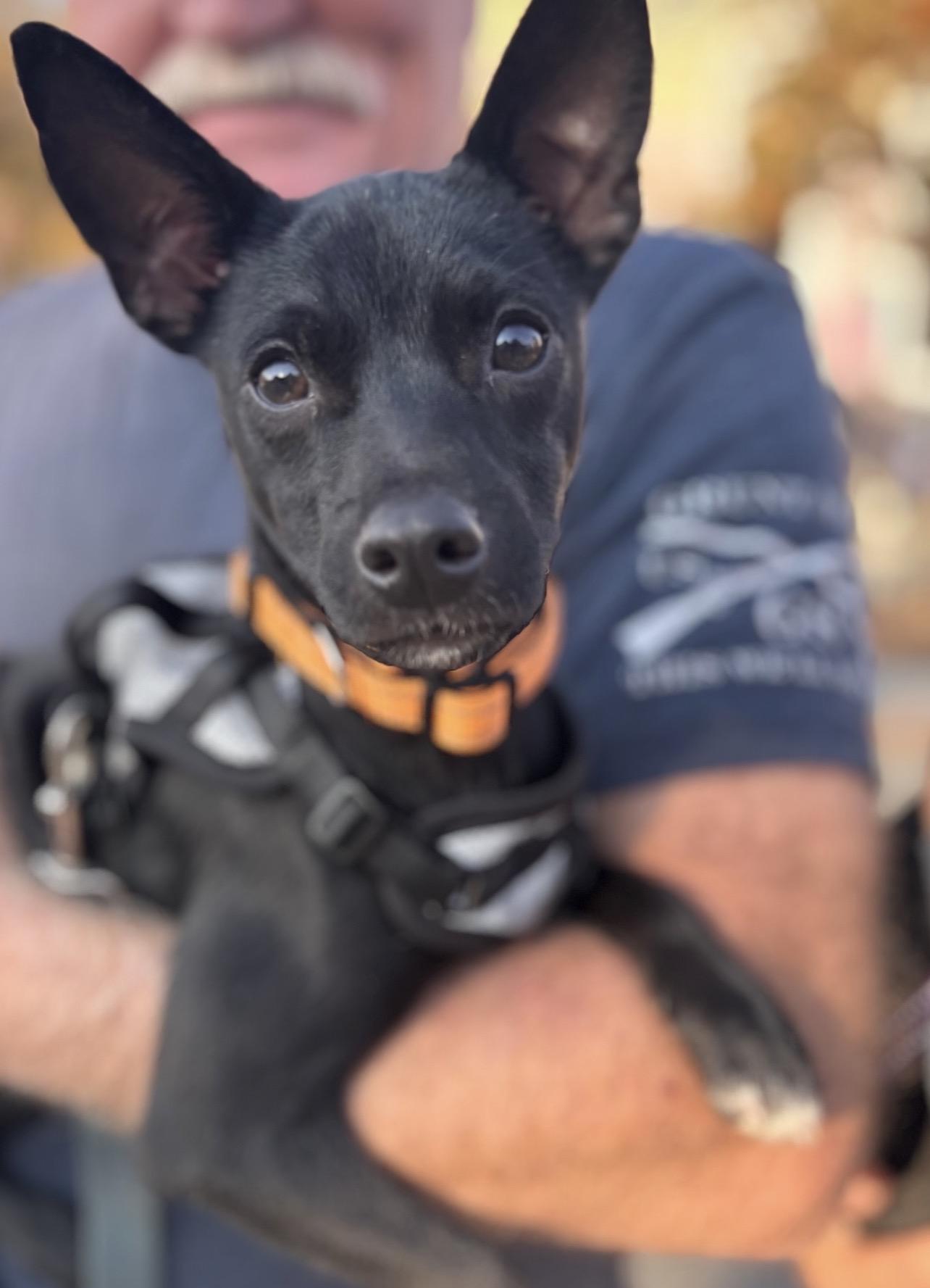 Enlarge Lenny, a Adoptable Rat Terrier in Richmond, VA image 4/4