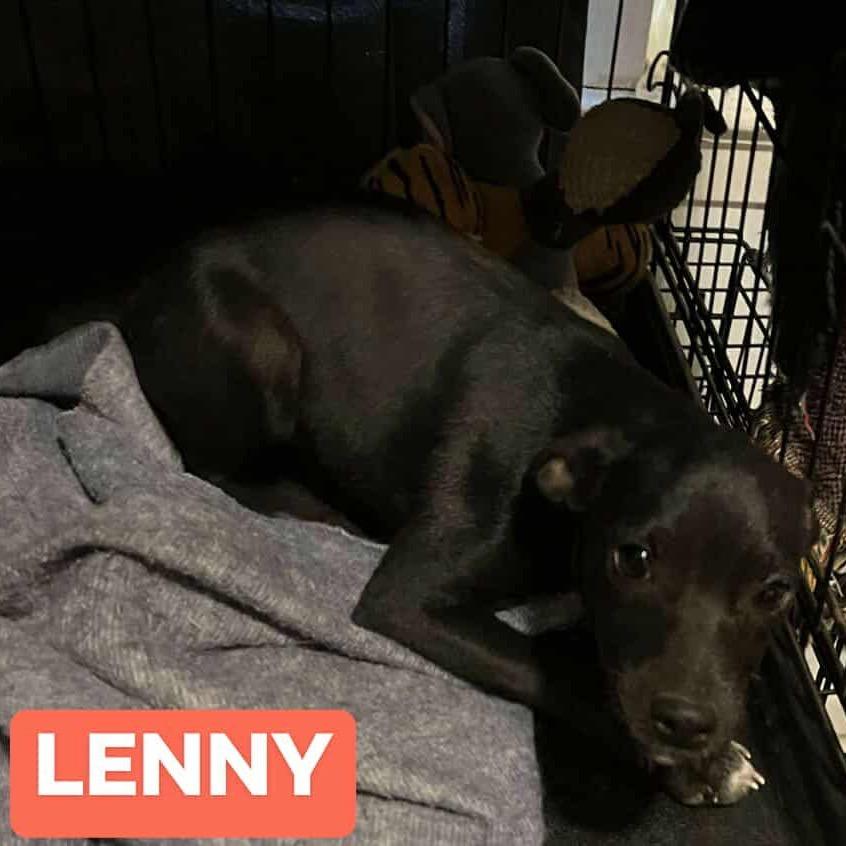 Enlarge Lenny, a Adoptable Rat Terrier in Richmond, VA image 2/4