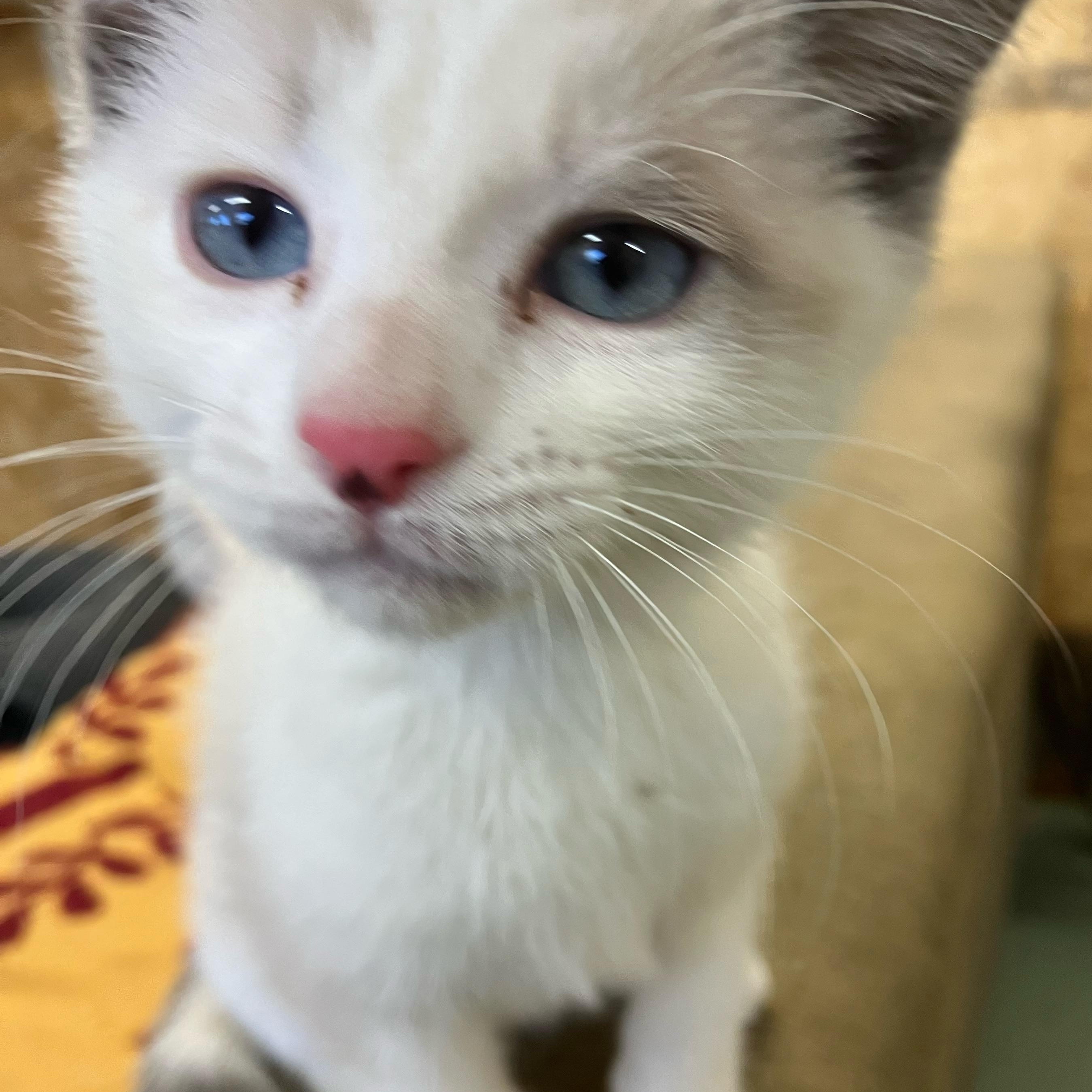 Goldie, a ADOPTABLE mixed breed in Portland, OR image 3/3