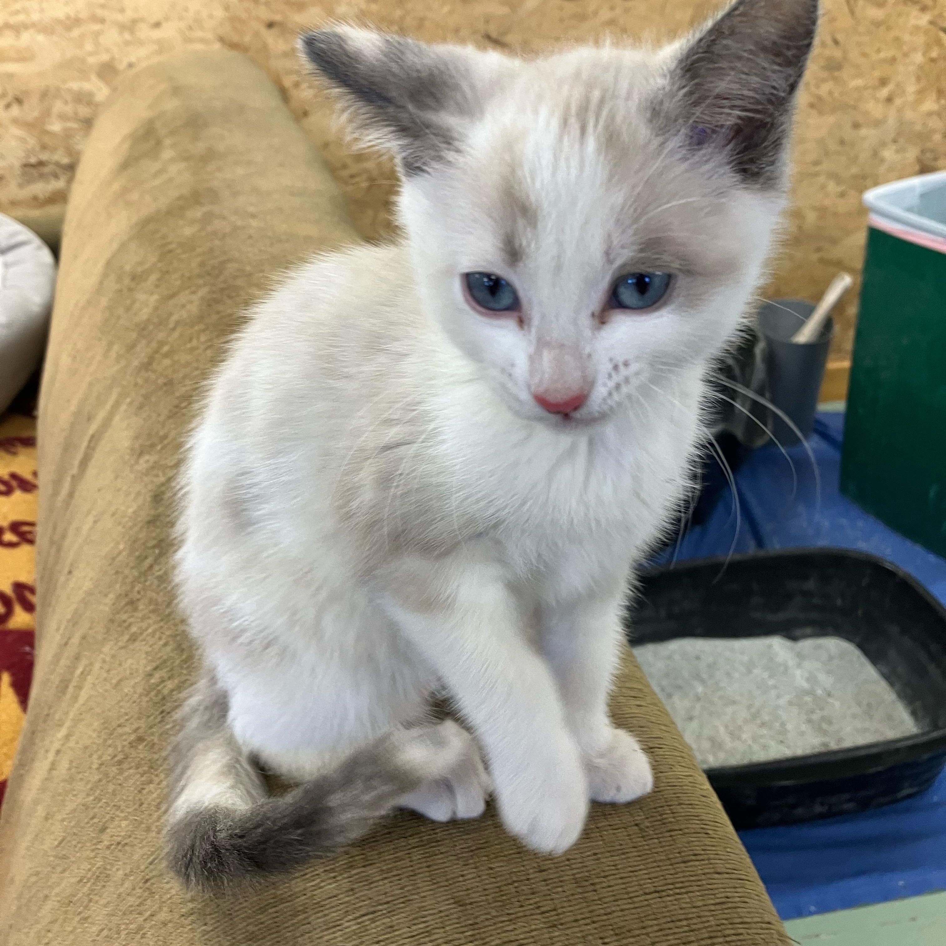 Goldie, a ADOPTABLE mixed breed in Portland, OR image 2/3
