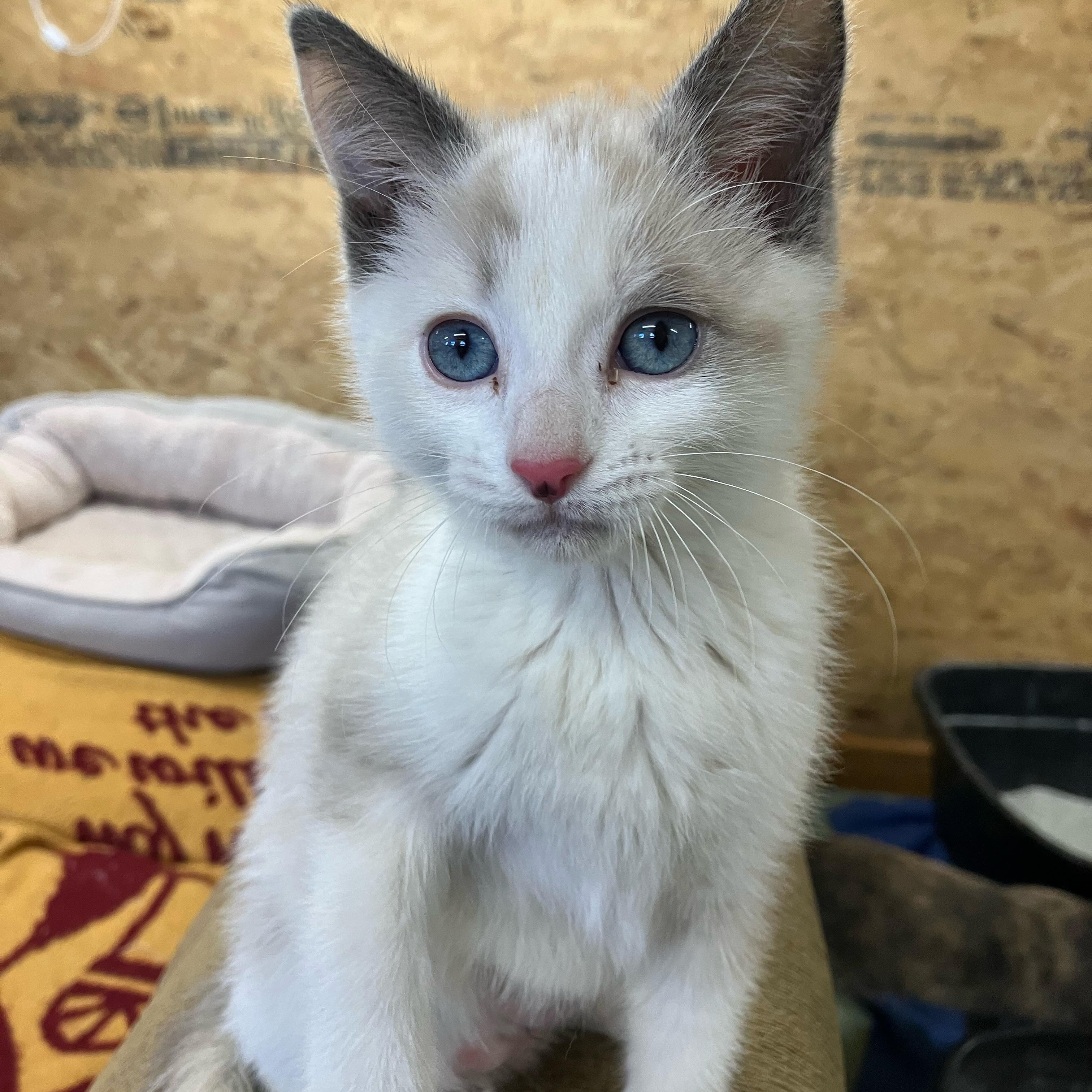Goldie, ADOPTABLE, Kitten Female Domestic Short Hair & Siamese.