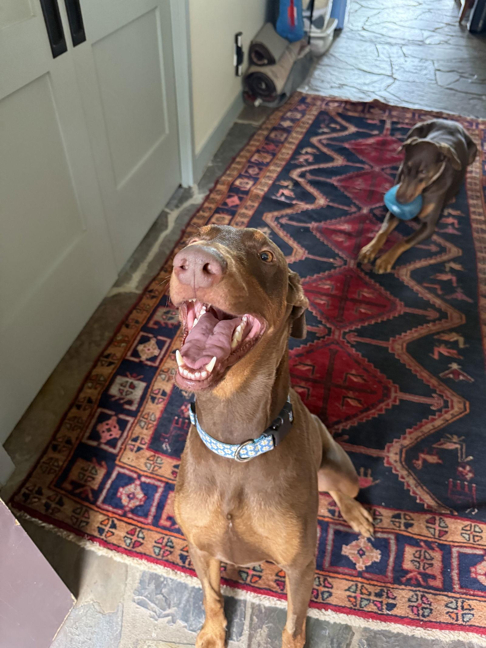 Hendrix, a Adopted Doberman Pinscher in Buffalo, MN image 1/3