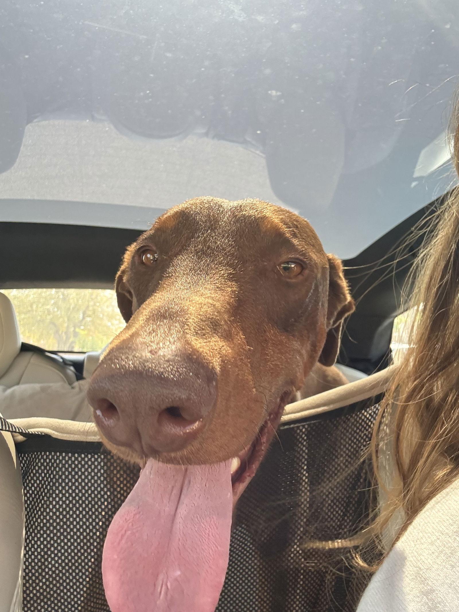 Hendrix, a Adopted Doberman Pinscher in Buffalo, MN image 2/3