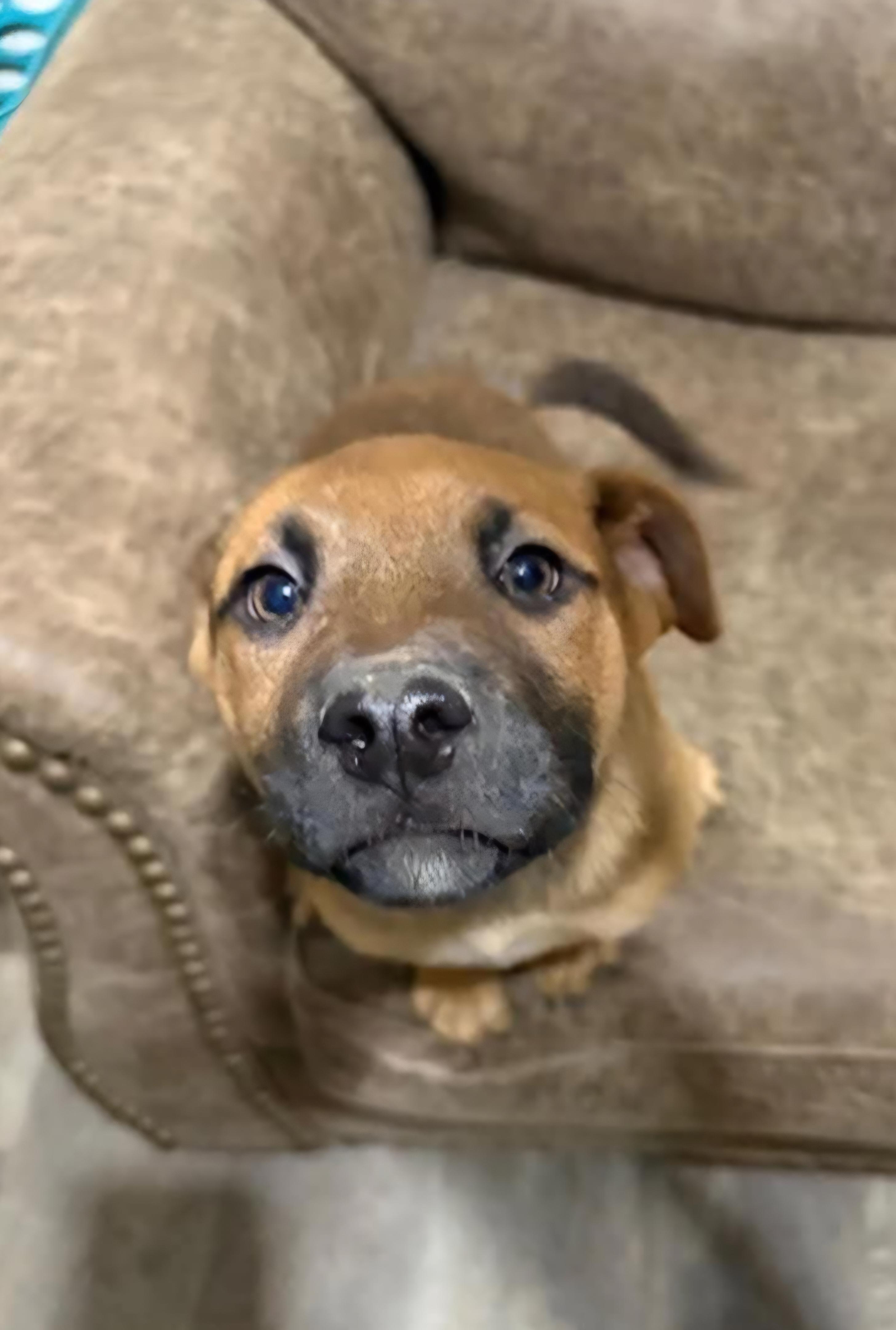 Breeze, an adopted mixed breed in Sioux City, IA image 4/5