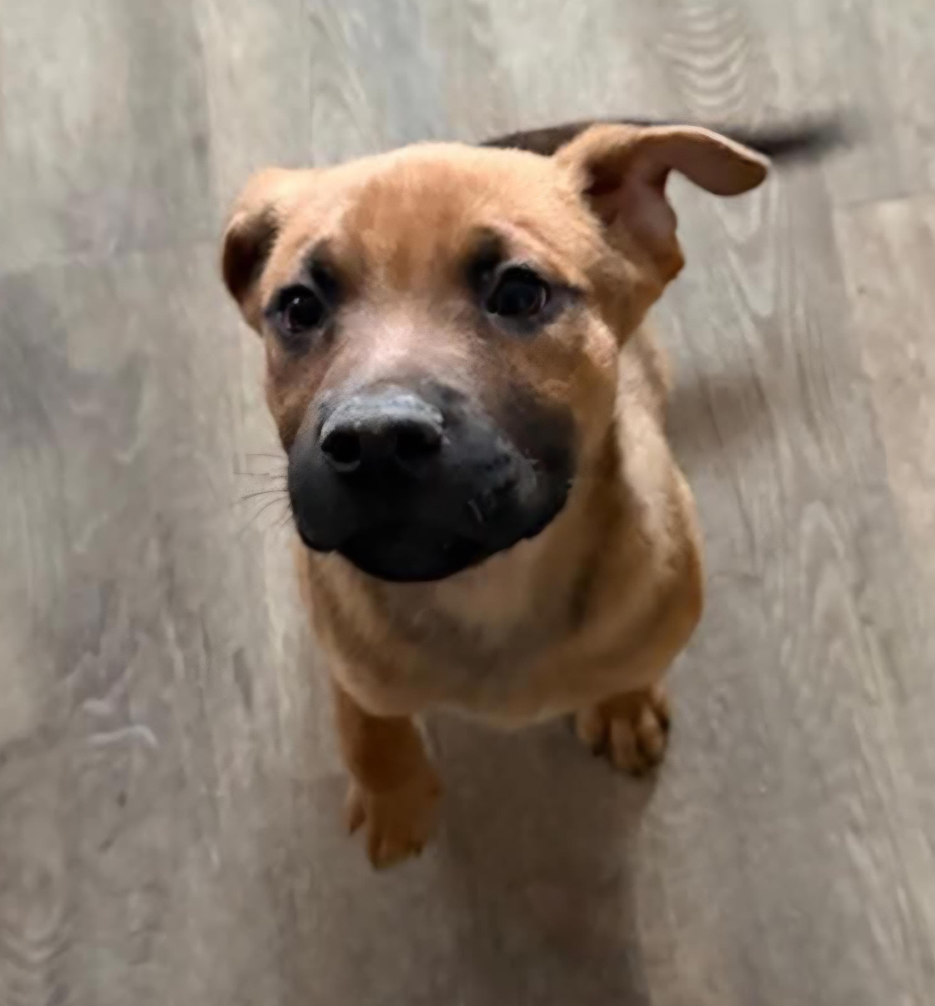 Breeze, an adopted mixed breed in Sioux City, IA image 3/5