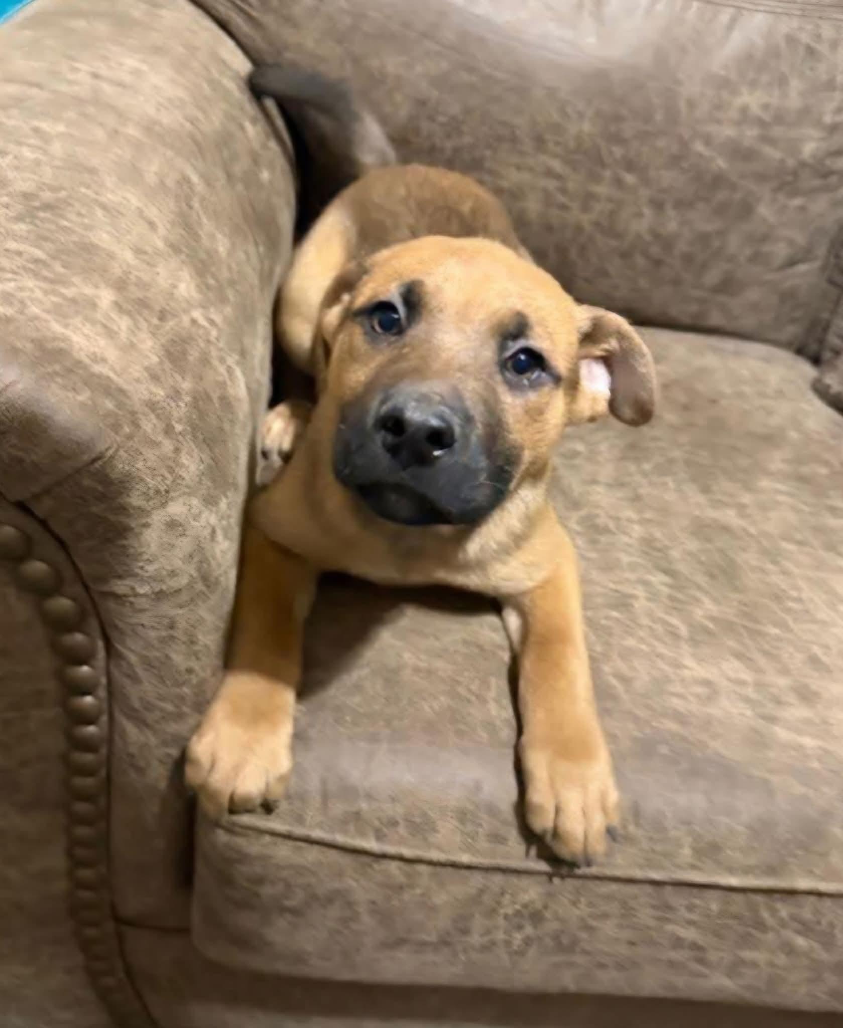 Breeze, an adopted mixed breed in Sioux City, IA image 1/5