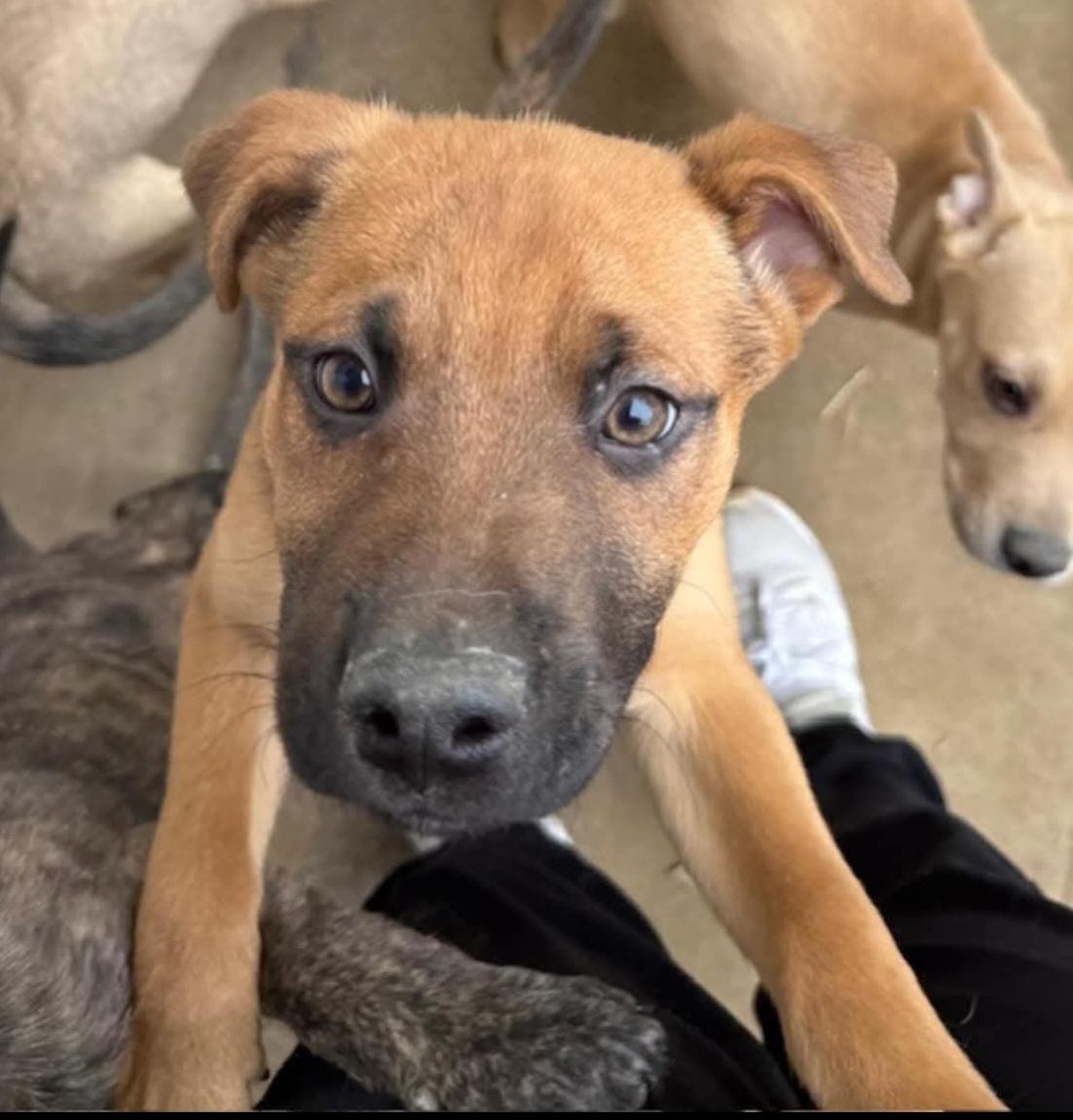 Breeze, an adopted mixed breed in Sioux City, IA image 2/5