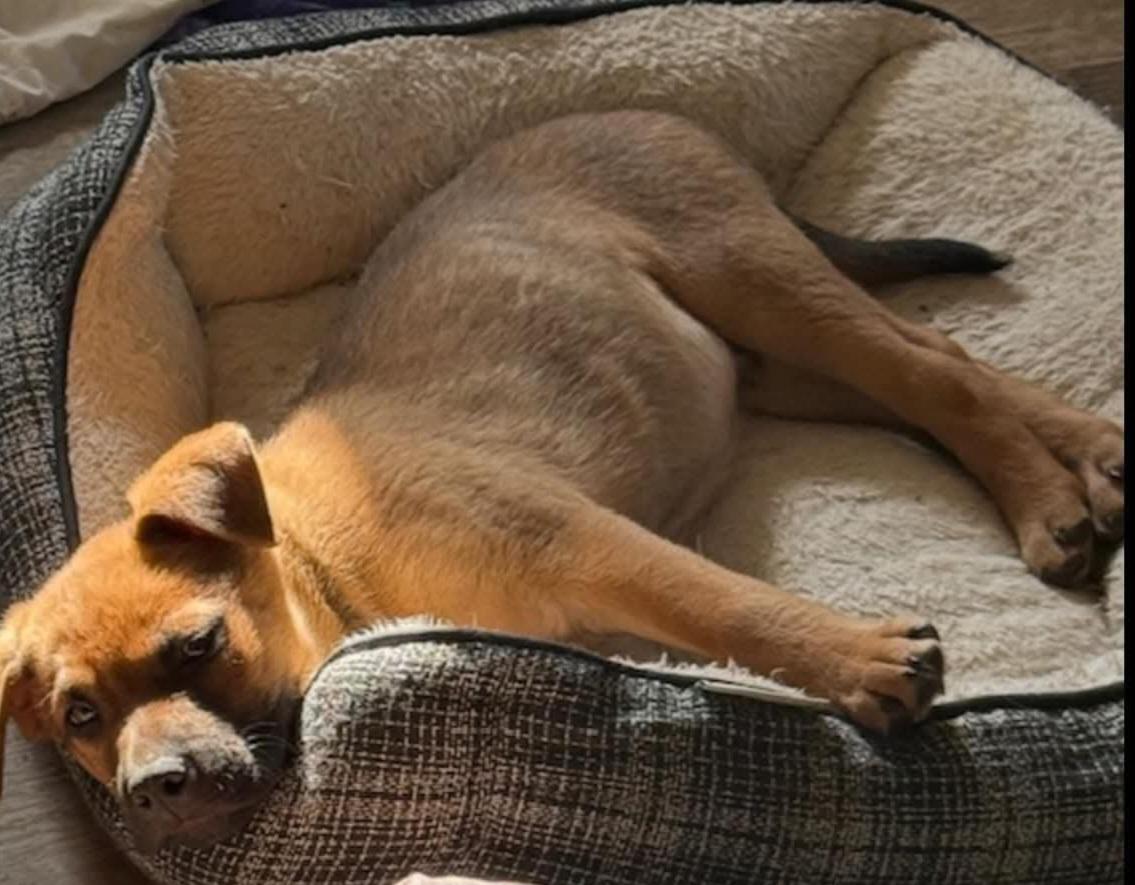 Breeze, an adopted mixed breed in Sioux City, IA image 5/5