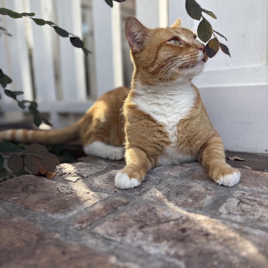 Enlarge Chausette, an adopted Domestic Short Hair in Pearland, TX image 1/4