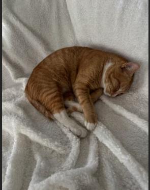 Enlarge Chausette, an adopted Domestic Short Hair in Pearland, TX image 2/4