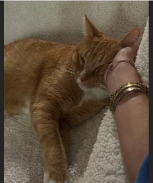 Enlarge Chausette, an adopted Domestic Short Hair in Pearland, TX image 3/4