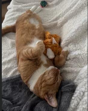 Enlarge Chausette, an adopted Domestic Short Hair in Pearland, TX image 4/4