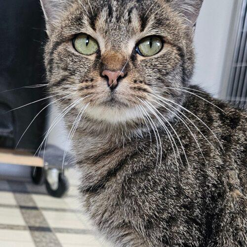Mary Kay 5472C, Adoptable, Adult Female Domestic Short Hair.