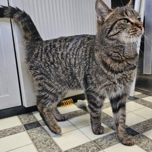 Mary Kay 5472C, a Adoptable Domestic Short Hair in Frankfort, KY image 2/5