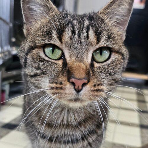 Mary Kay 5472C, a Adoptable Domestic Short Hair in Frankfort, KY image 4/5