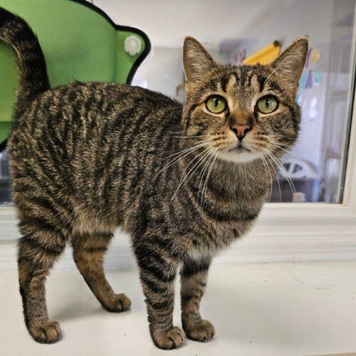 Mary Kay 5472C, a Adoptable Domestic Short Hair in Frankfort, KY image 5/5