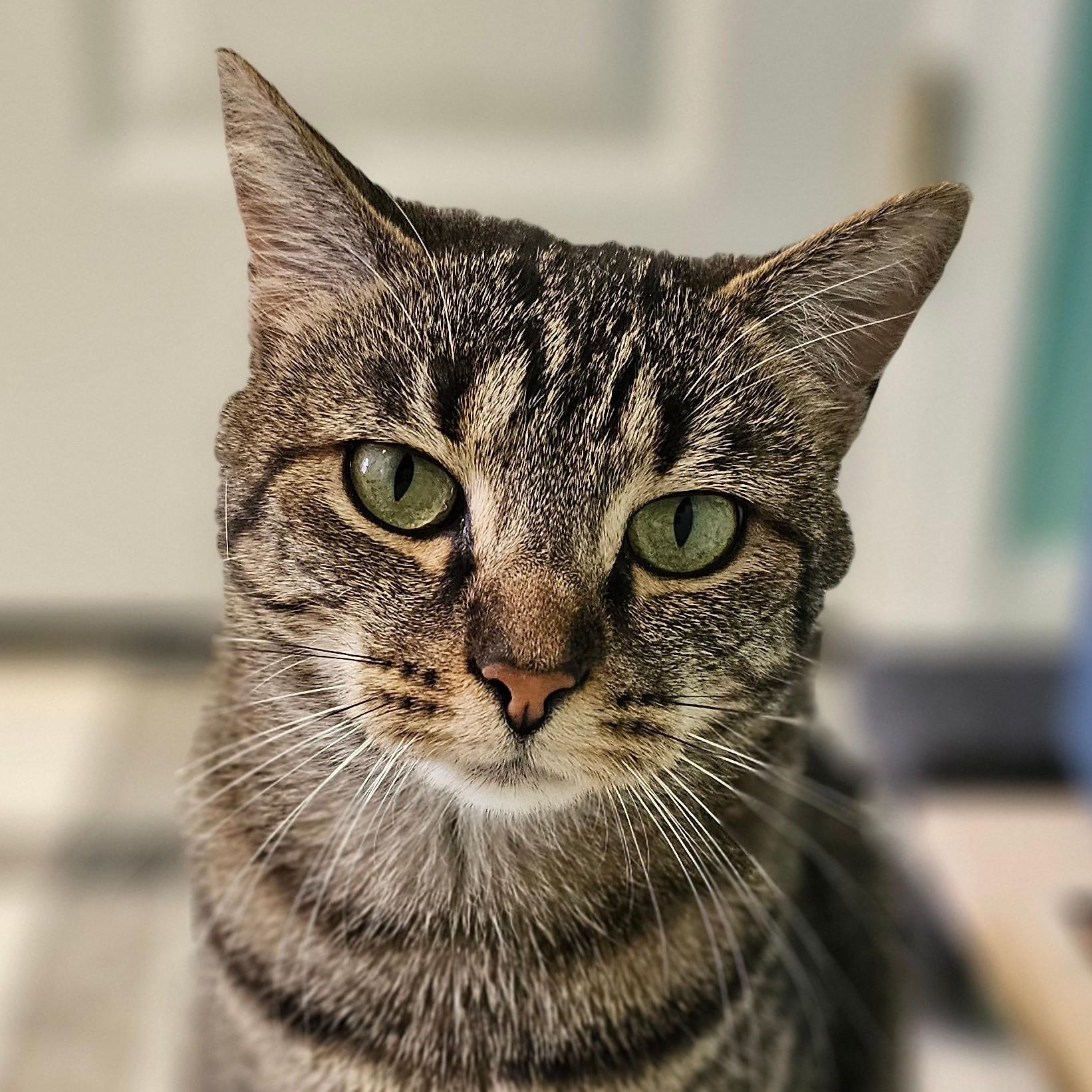 Mary Kay 5472C, a Adoptable Domestic Short Hair in Frankfort, KY image 6/6