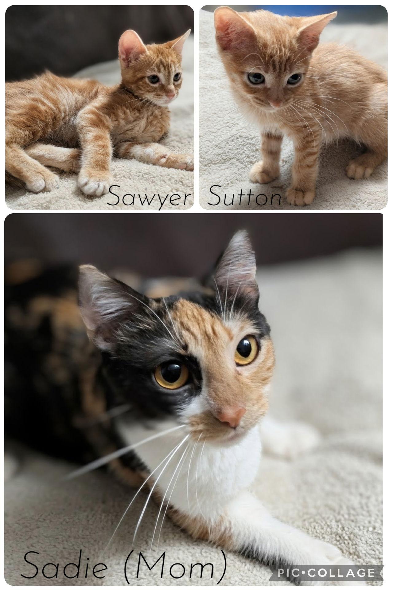 Sawyer, Adoptable, Adult Male Domestic Short Hair.