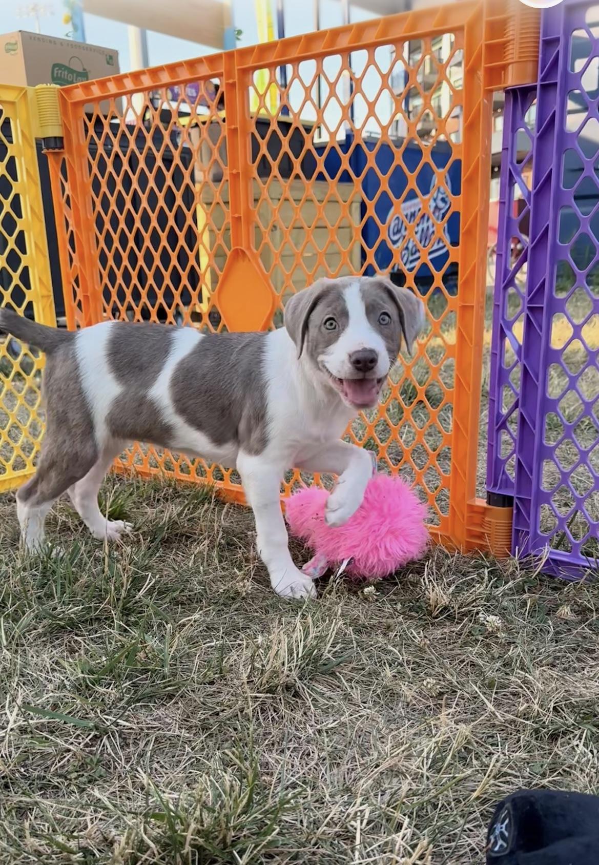 Petunia, an adopted American Bulldog in Kannapolis, NC image 2/2