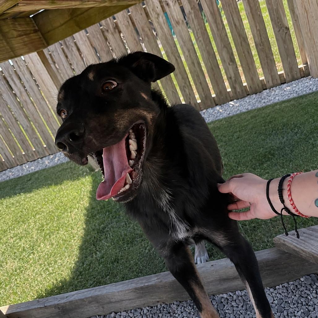 Enlarge Fritz(Foster for the Heat), a Adoptable Mixed Breed in Columbiana, AL image 2/3