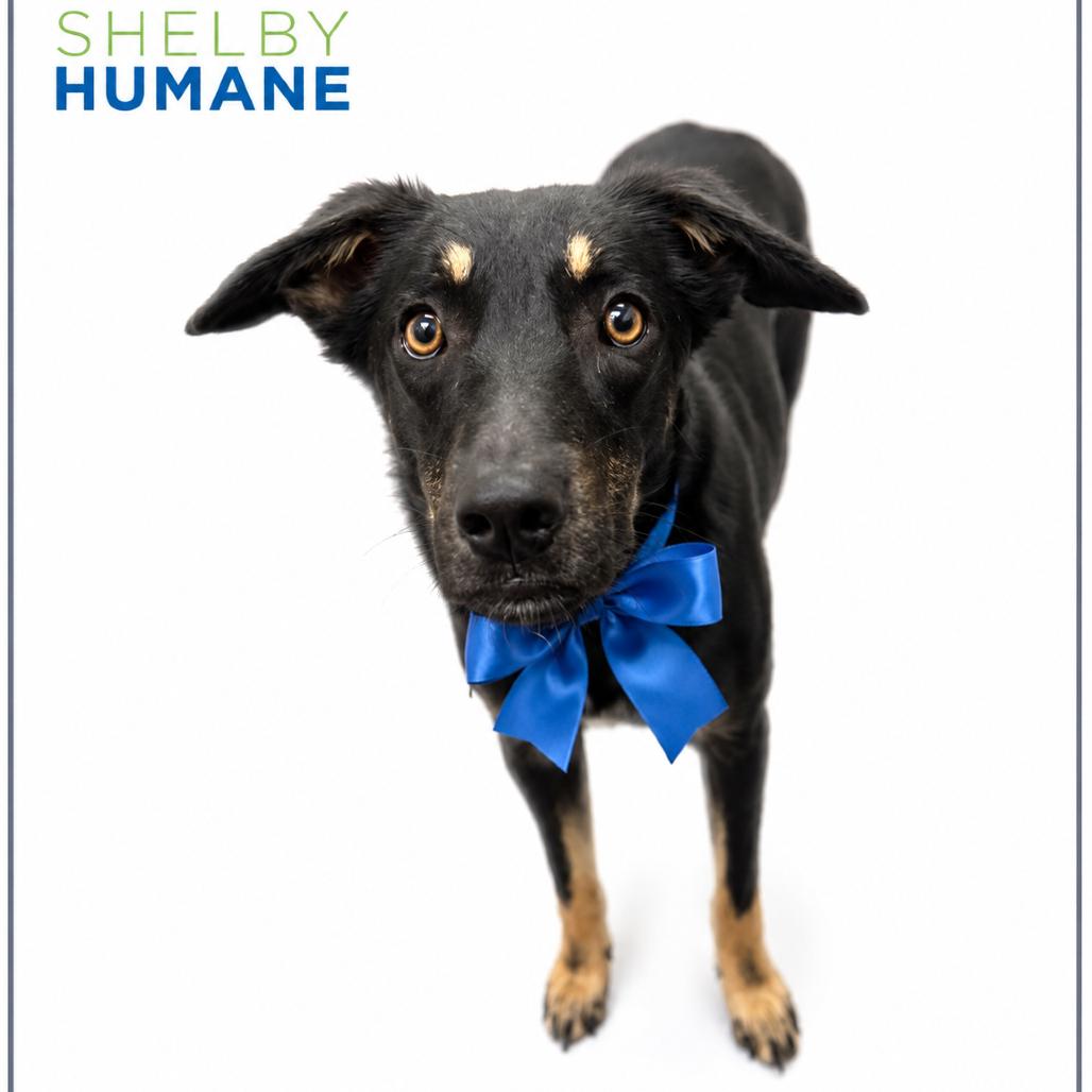 Enlarge Fritz(Foster for the Heat), a Adoptable Mixed Breed in Columbiana, AL image 3/3