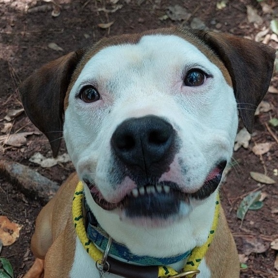 Peter Parker Mixed Breed Dog