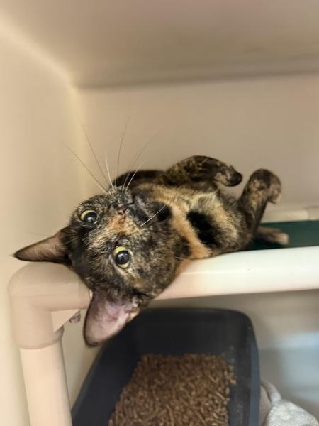 Enlarge Kia, a Adoptable mixed breed in Salisbury, MD image 1/1