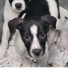 Meet Momma Brittanys Adorable Pups Dont let their less-than-professional headshots fool youthese