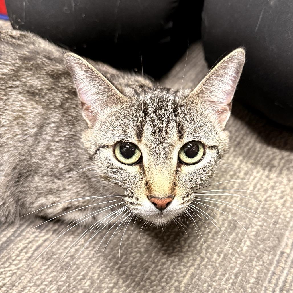 Enlarge Pear, a Adoptable Domestic Short Hair in Delaware, OH image 1/1