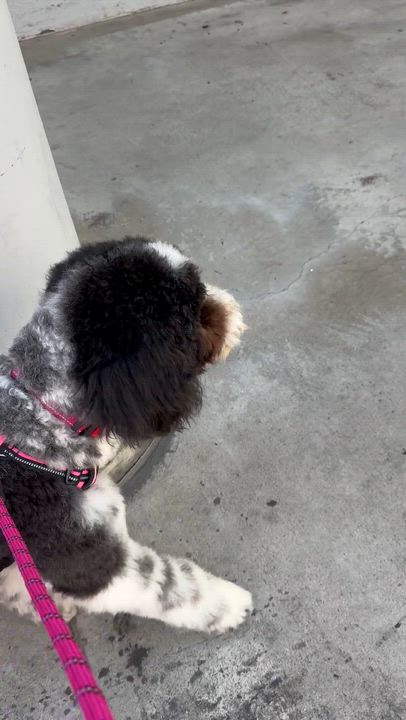 Enlarge Bernie, a Adoptable mixed breed in San Diego, CA video 2/6