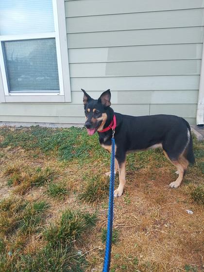 SARA FOSTER, Adoptable, Adult Female German Shepherd Dog & Mixed Breed.