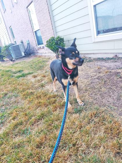 SARA FOSTER, Adoptable, Adult Female German Shepherd Dog & Mixed Breed.