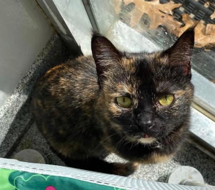 MARYLAND, Adopted, Young Female Domestic Short Hair.