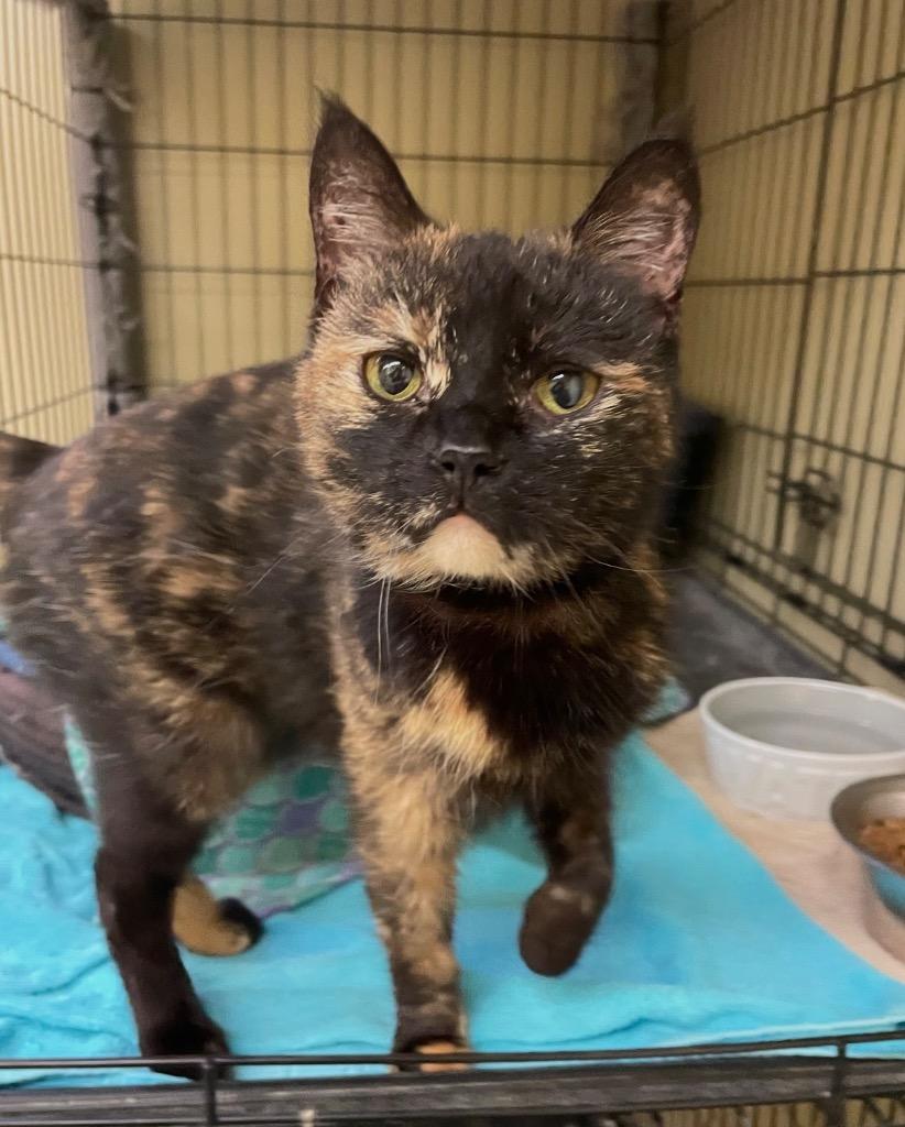 Enlarge MARYLAND, a Adopted mixed breed in Muskegon, MI image 2/3
