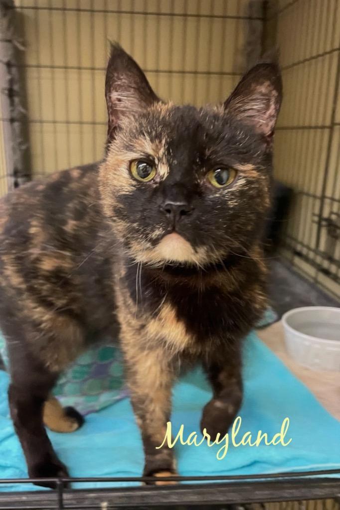 Enlarge MARYLAND, a Adopted mixed breed in Muskegon, MI image 3/3