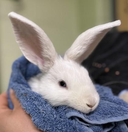 Snom, Adoptable, Baby Male Bunny Rabbit & Bunny Rabbit.