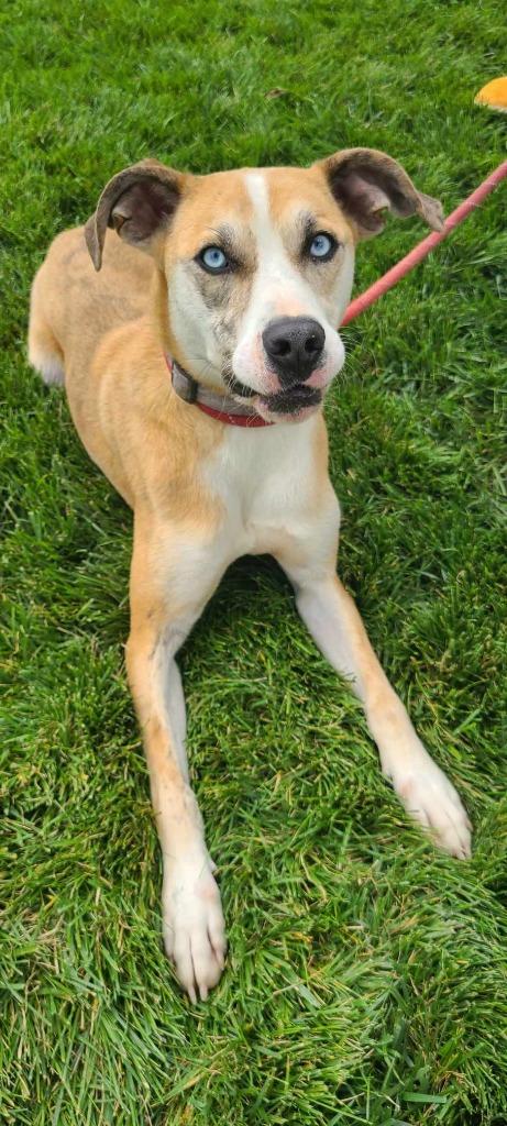 Enlarge Mack Yrly 381, a Adoptable mixed breed in Sidney, OH image 1/6