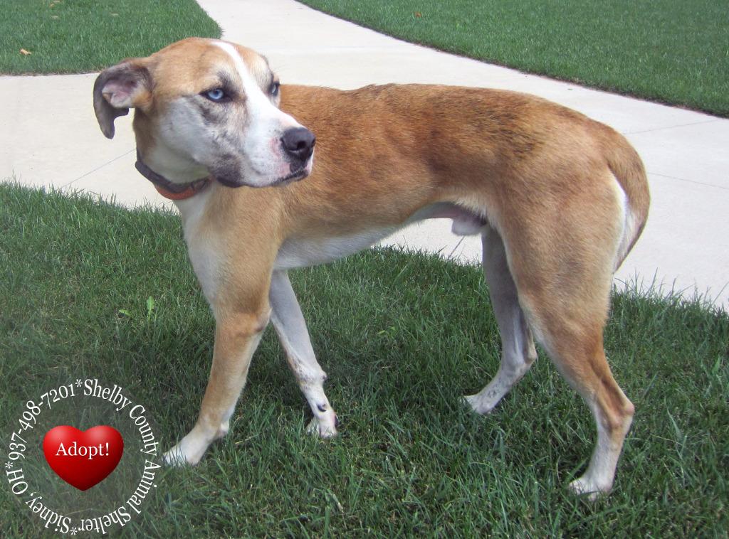 Mack Yrly 381, a Adoptable mixed breed in Sidney, OH image 2/6