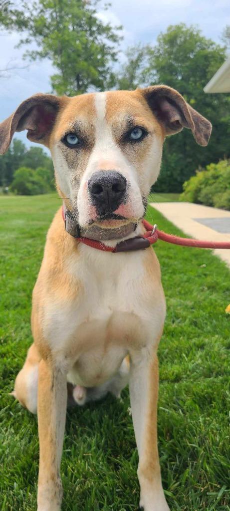 Enlarge Mack Yrly 381, a Adoptable mixed breed in Sidney, OH image 4/6