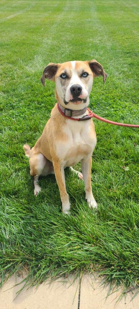 Mack Yrly 381, a Adoptable mixed breed in Sidney, OH image 5/6