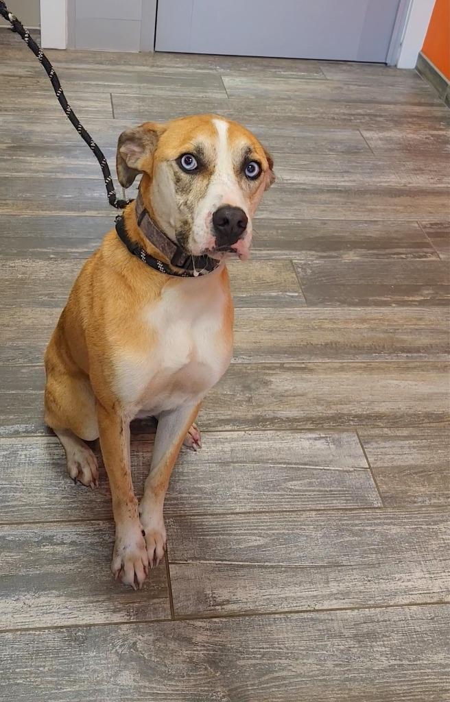 Enlarge Mack Yrly 381, a Adoptable mixed breed in Sidney, OH image 6/6