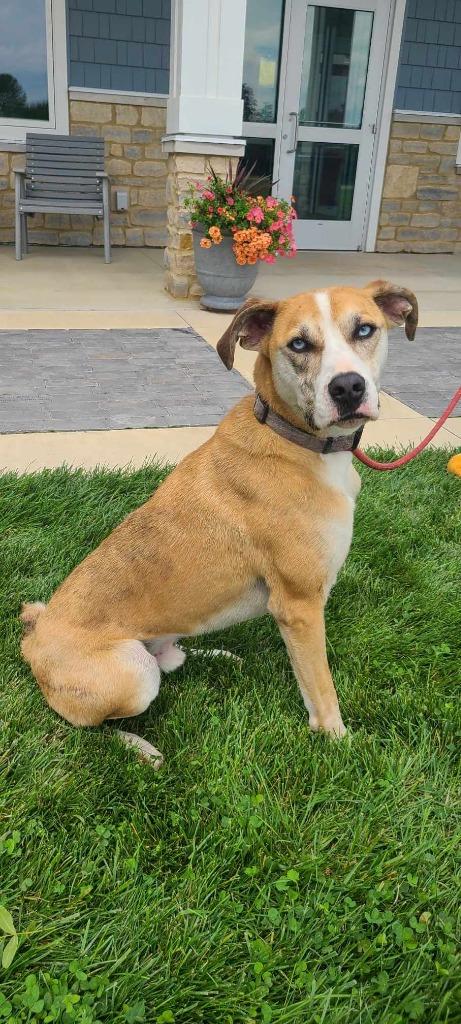 Mack Yrly 381, a Adoptable mixed breed in Sidney, OH image 6/6