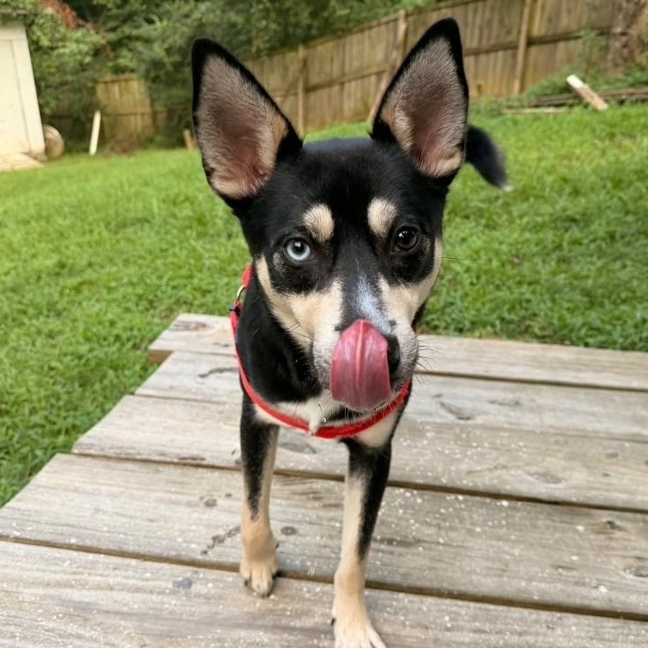 Enlarge Bart, a ADOPTABLE mixed breed in Charlotte, NC image 4/6