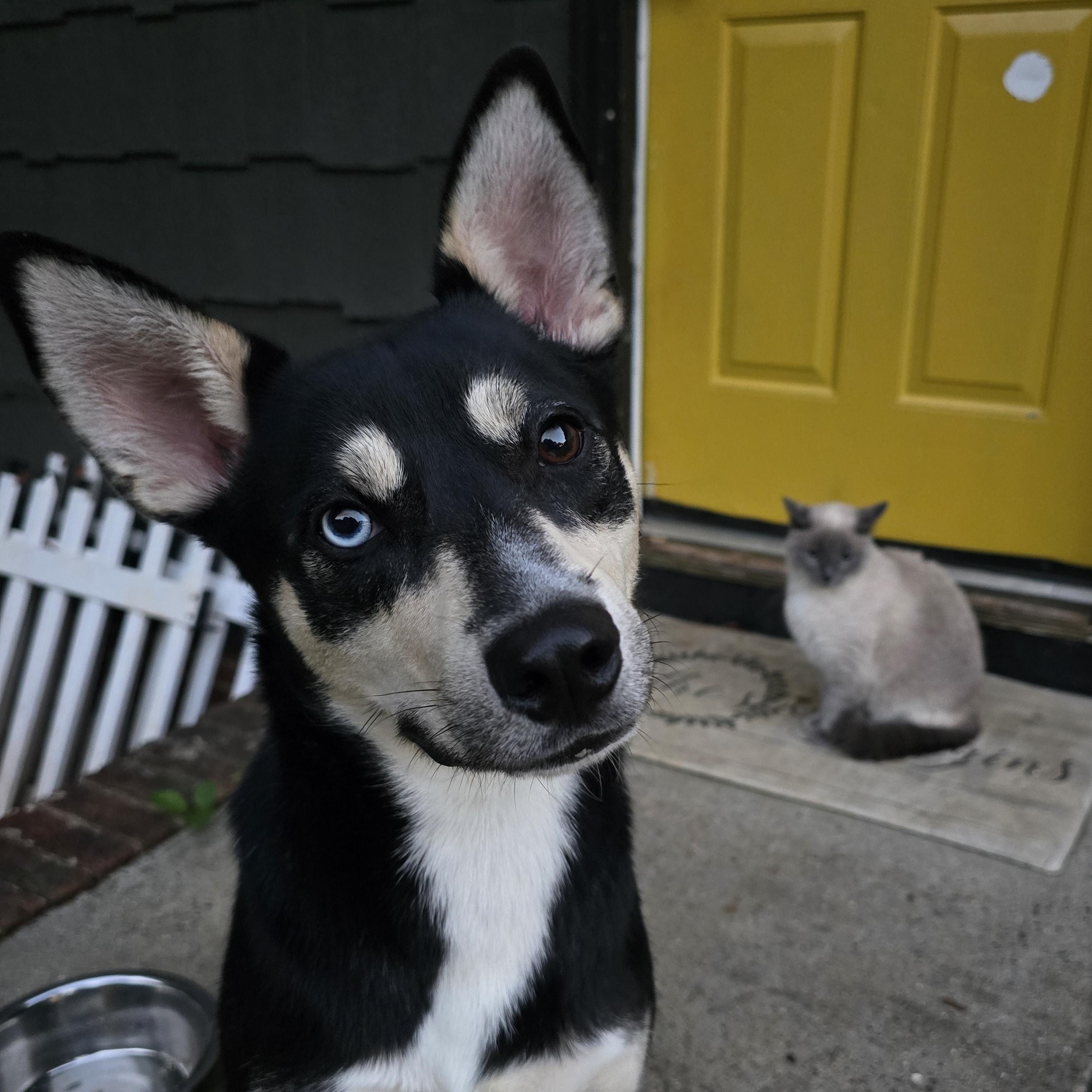 Bart, ADOPTABLE, Young Male Husky.