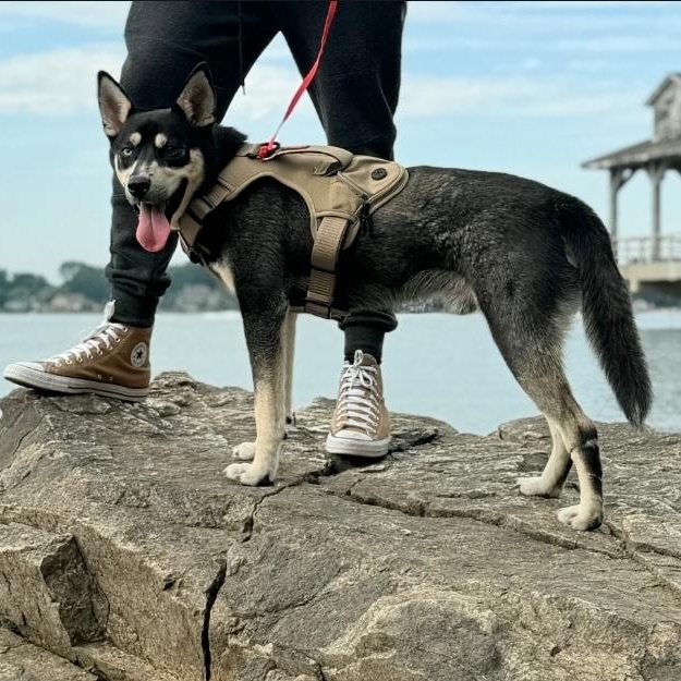 Enlarge Bart, a ADOPTABLE mixed breed in Charlotte, NC image 2/6