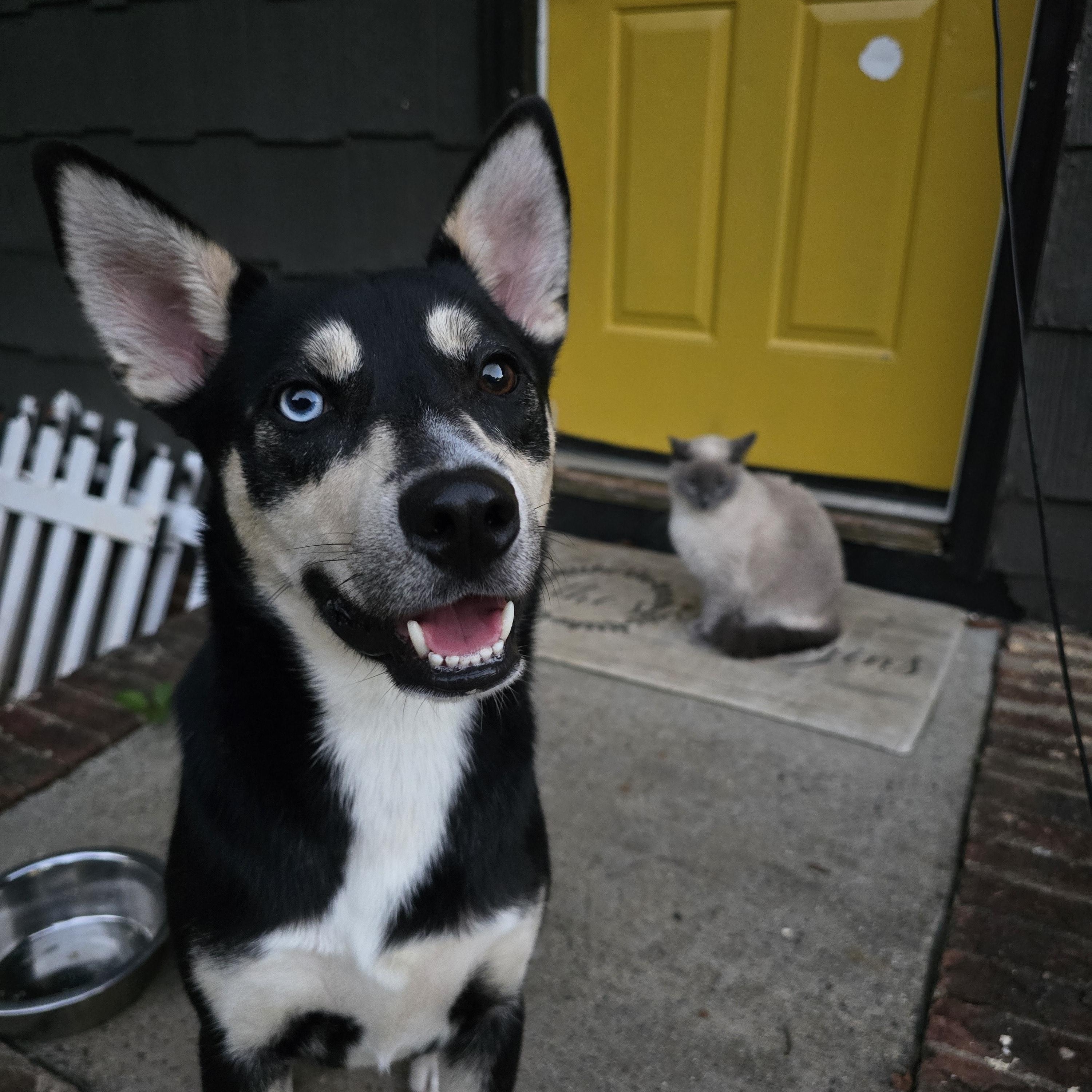 Enlarge Bart, a ADOPTABLE mixed breed in Charlotte, NC image 5/6