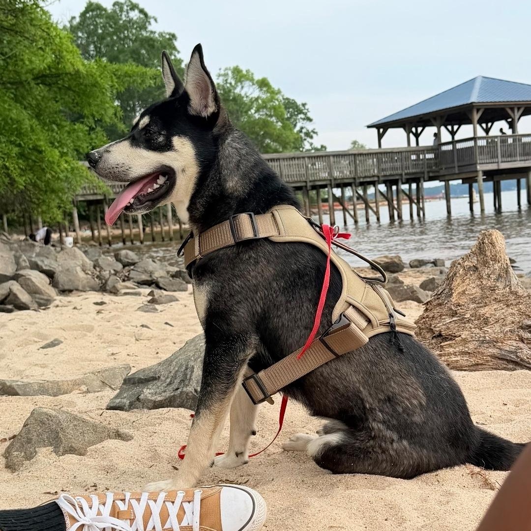 Enlarge Bart, a ADOPTABLE mixed breed in Charlotte, NC image 3/6